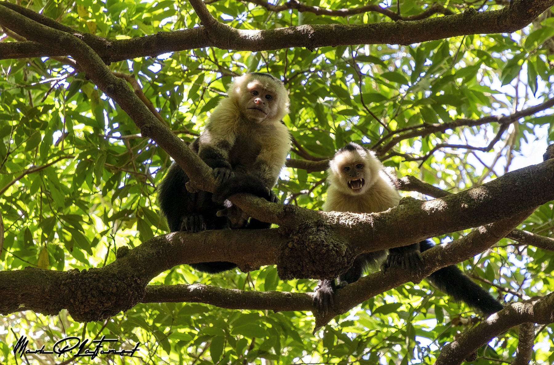 Capuchin Monkey, Rincon National Park, Costa Rica